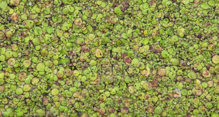 浮萍催芽种植的正确方法是什么？需要多长时间才能发芽？