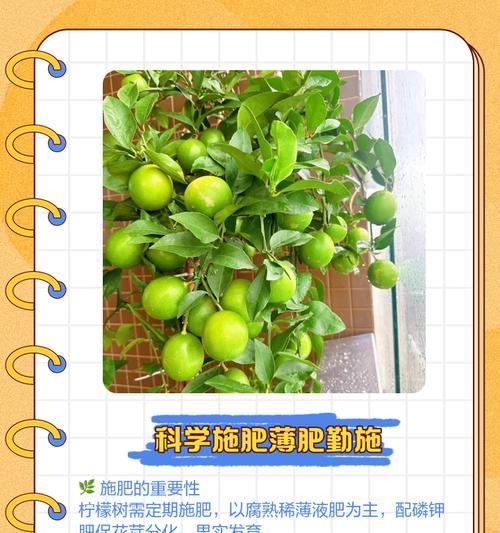 新柠檬树怎么种植方法？需要哪些步骤和注意事项？
