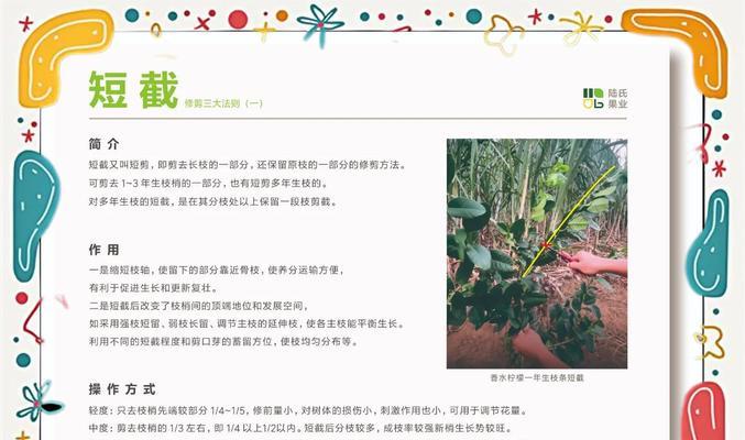 新柠檬树怎么种植方法？需要哪些步骤和注意事项？