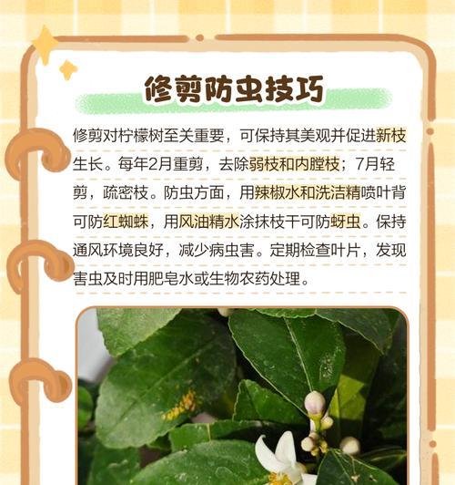 新柠檬树怎么种植方法？需要哪些步骤和注意事项？