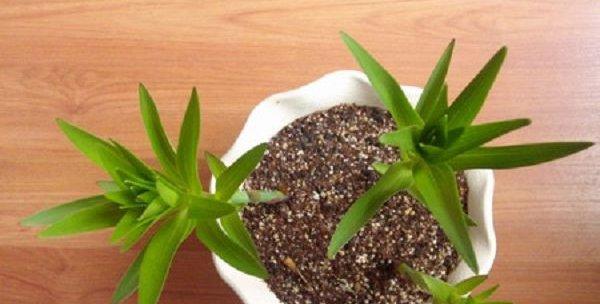 北极花种植方法有哪些步骤？如何确保成活率高？