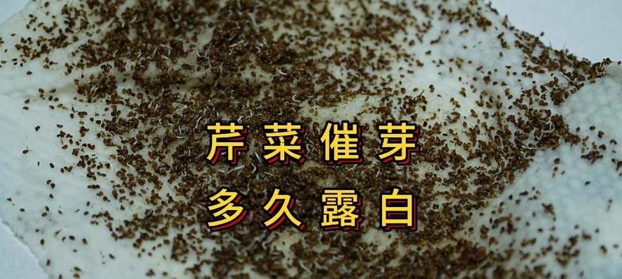 芹菜种子不催芽种植方法是什么？