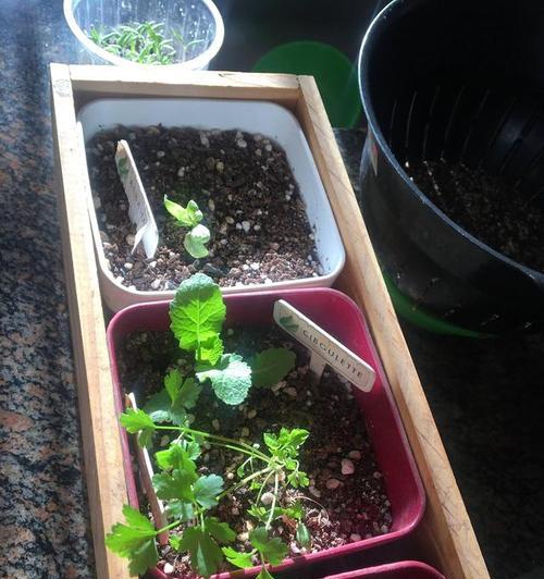 芹菜种子不催芽种植方法是什么？