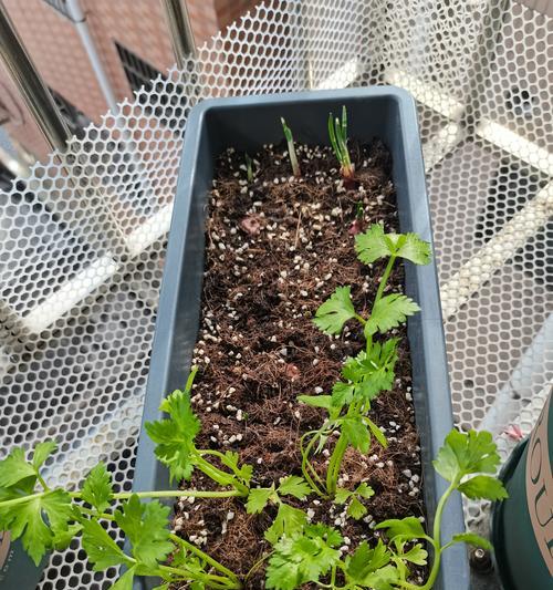 芹菜种子不催芽种植方法是什么？