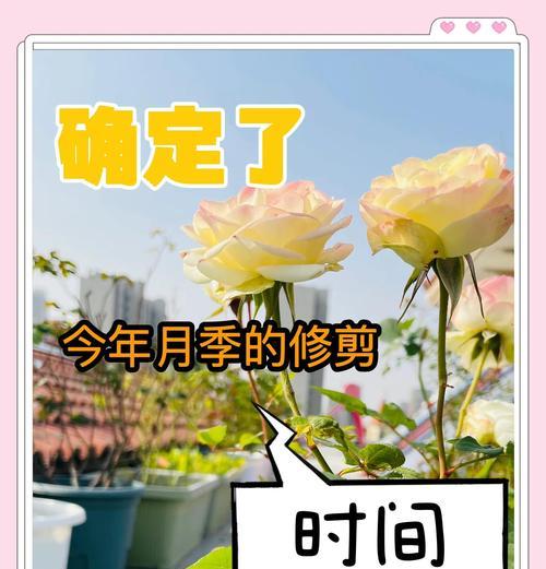 月桂春天修剪枝条的最佳时机是什么时候？如何正确修剪以促进生长？