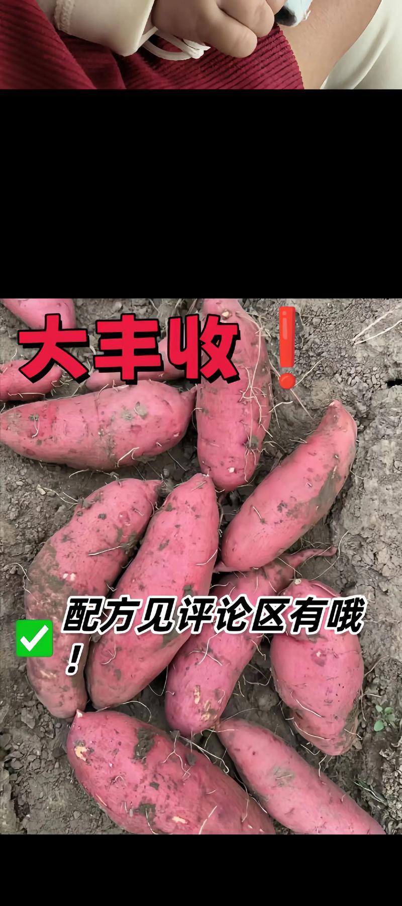 红薯水培种植技巧有哪些？如何确保高产量？