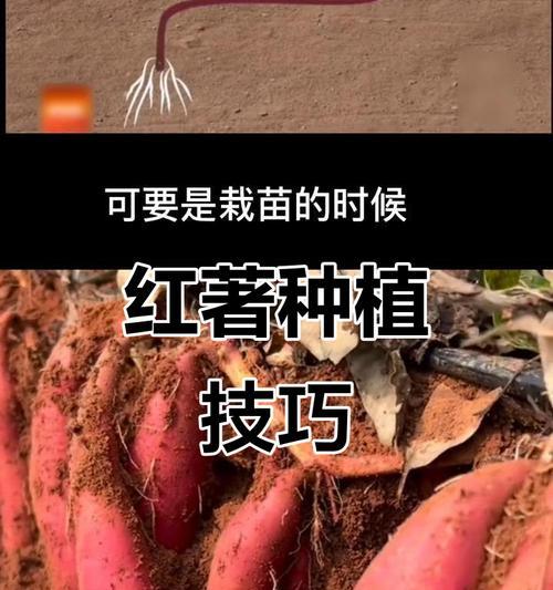 红薯水培种植技巧有哪些？如何确保高产量？