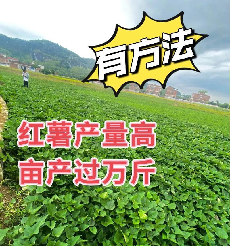 红薯水培种植技巧有哪些？如何确保高产量？