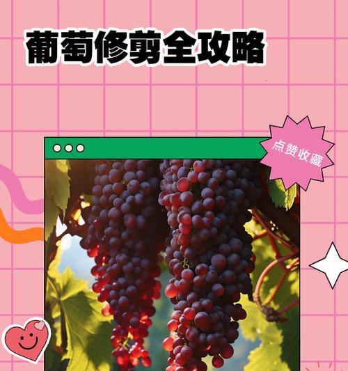 修剪葡萄枝条的最佳时间是什么时候？如何正确修剪以提高产量？