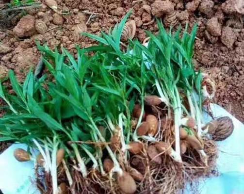 野桃树催芽的最佳方法是什么？如何确保发芽率高？