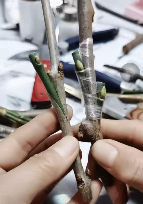 刚种下的果苗怎么催芽？有效催芽方法有哪些？