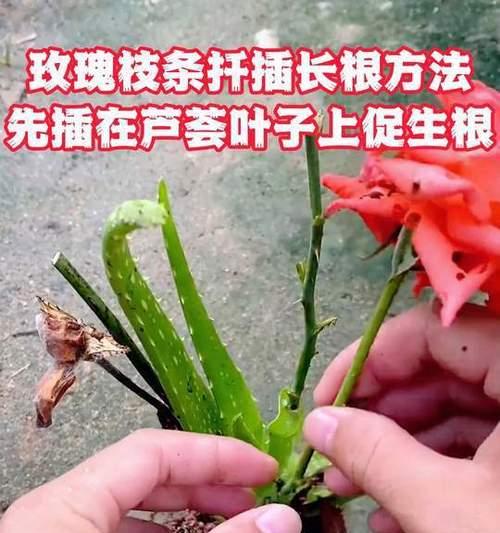 玫瑰凤仙修剪枝条的正确方法是什么？修剪后如何促进新枝生长？