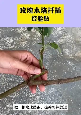 玫瑰凤仙修剪枝条的正确方法是什么？修剪后如何促进新枝生长？