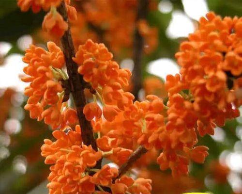 梅花树苗怎么种植方法？种植过程中需要注意哪些问题？