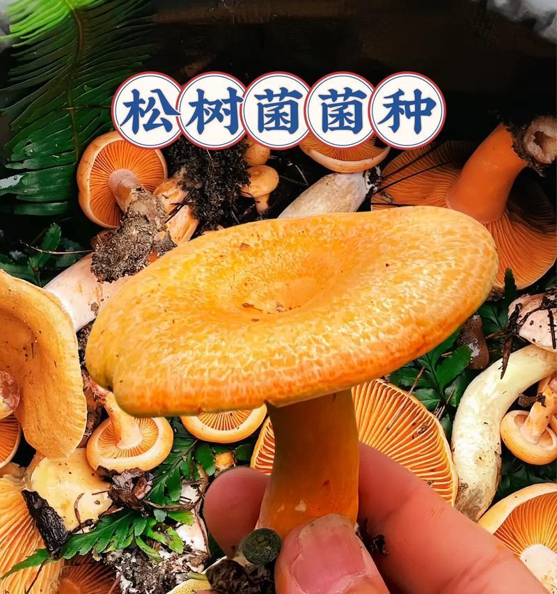 野外松树菌的种植方法是什么？如何确保种植成功？
