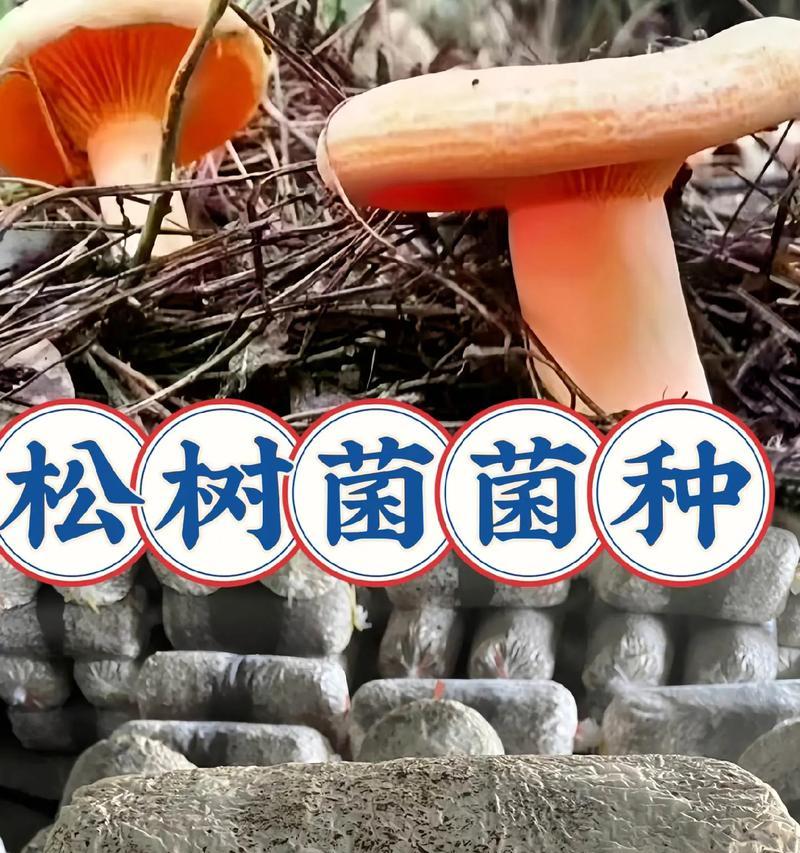 野外松树菌的种植方法是什么？如何确保种植成功？
