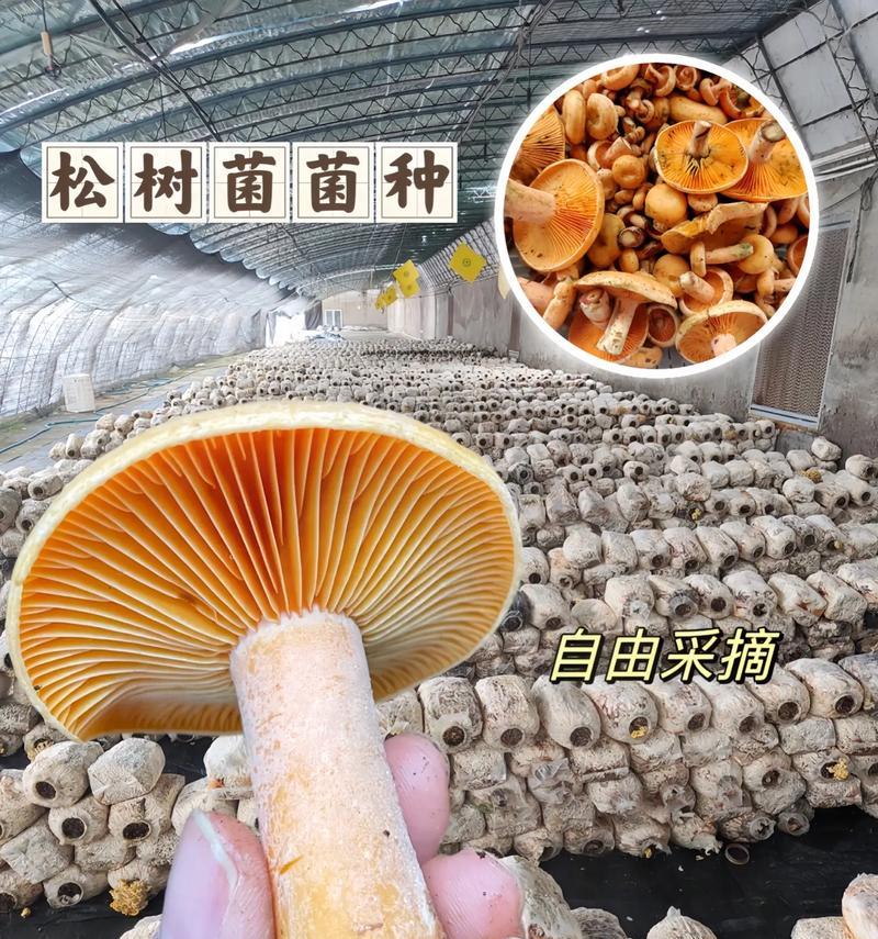 野外松树菌的种植方法是什么？如何确保种植成功？