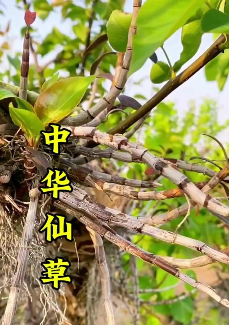 铁皮石斛怎么种植方法？家庭种植铁皮石斛的步骤和注意事项是什么？