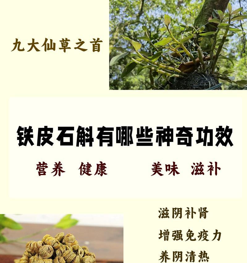 铁皮石斛怎么种植方法？家庭种植铁皮石斛的步骤和注意事项是什么？