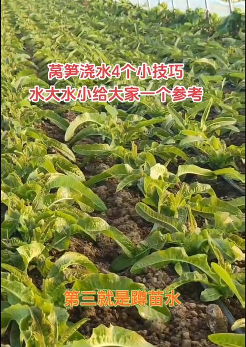莴笋十月份种植催芽方法是什么？如何提高发芽率？