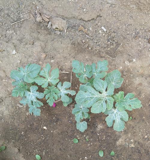 西瓜催芽胀开花遇到问题怎么办？有效解决方法有哪些？