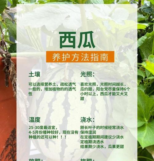 西瓜催芽胀开花遇到问题怎么办？有效解决方法有哪些？