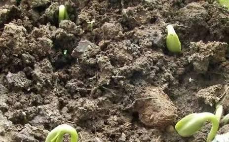五味子催芽方法是什么？如何提高发芽率？