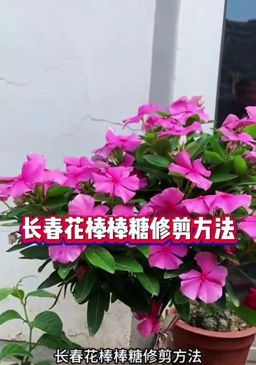 花剪枝条怎么修剪？修剪的最佳时间和方法是什么？