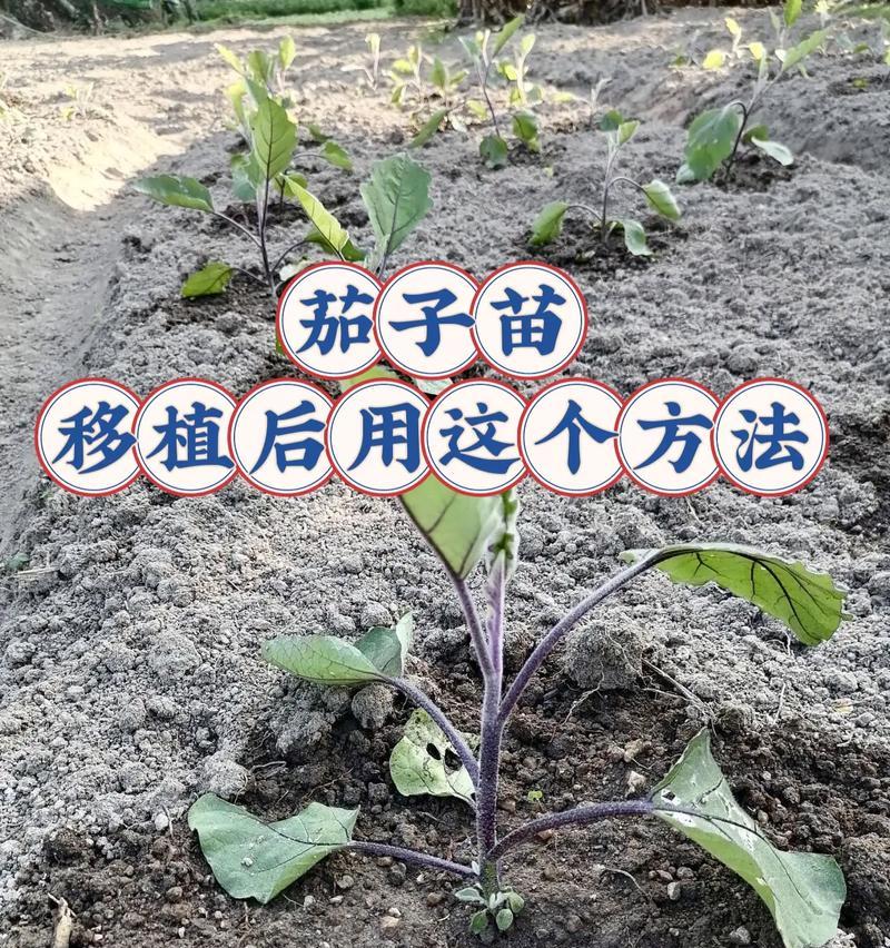 野水菜怎么种植方法？有哪些步骤和注意事项？