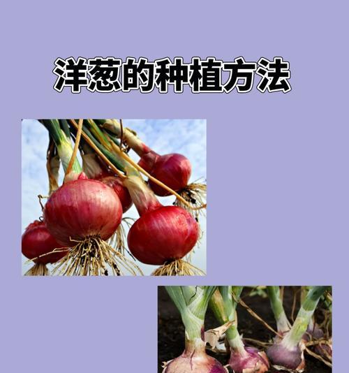 野水菜怎么种植方法？有哪些步骤和注意事项？