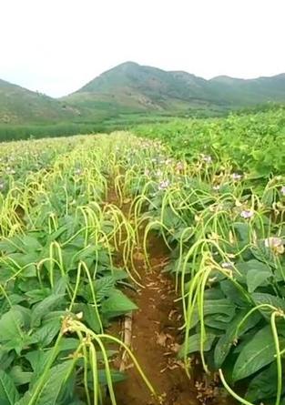 无筋豆角催芽方法有哪些？哪种方式最有效？