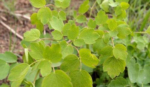 猫爪菜籽催芽方法是什么？需要多长时间才能发芽？
