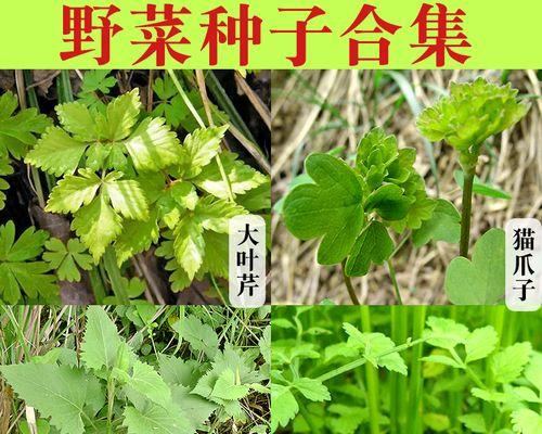猫爪菜籽催芽方法是什么？需要多长时间才能发芽？
