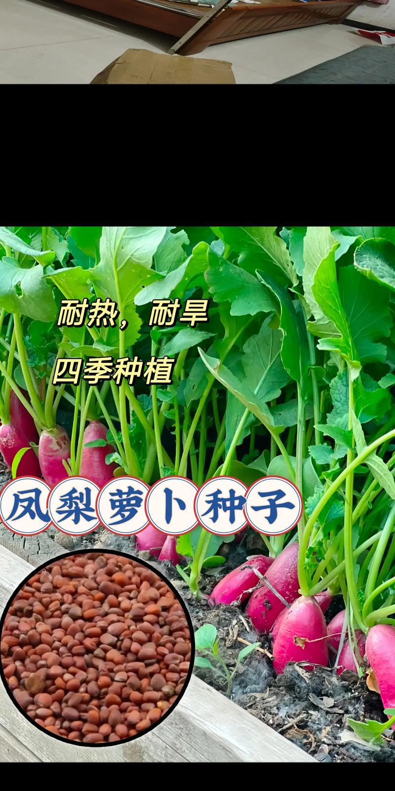菠萝种植方法和时间是什么？如何正确种植菠萝？