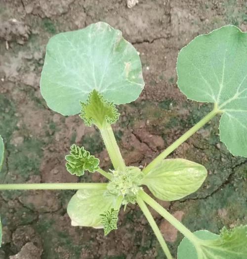 南瓜种子催芽方法是什么？需要多长时间才能发芽？