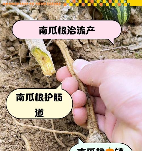 南瓜种子催芽方法是什么？需要多长时间才能发芽？