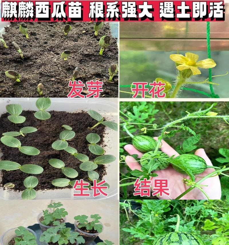 西瓜籽催芽方法是什么？需要多长时间才能发芽？