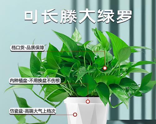 绿萝怎么种植方法？有哪些步骤和注意事项？