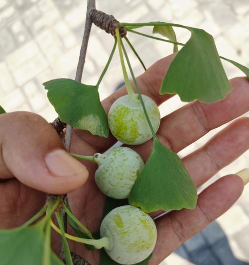 银杏怎么种植方法？从种子到成树的全过程解析？