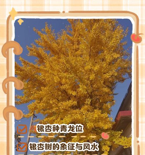 银杏怎么种植方法？从种子到成树的全过程解析？