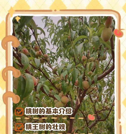 果树修剪枝桃子树的最佳时机是什么时候？如何正确修剪以提高产量？