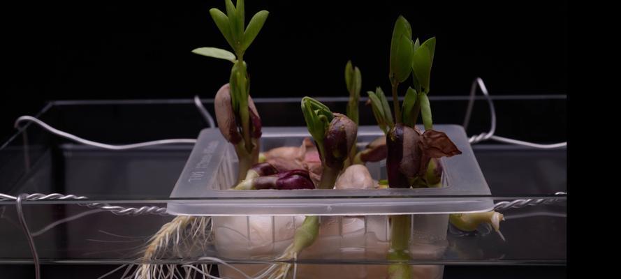 花生种催芽后怎么种植？种植过程中的注意事项有哪些？