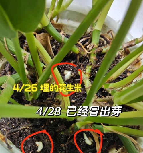 花生种催芽后怎么种植？种植过程中的注意事项有哪些？