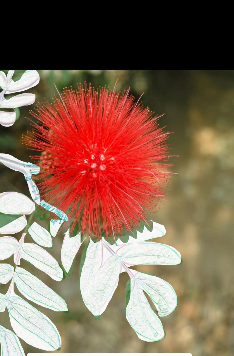 104朵花代表什么意思？104朵花的寓意详细解读？