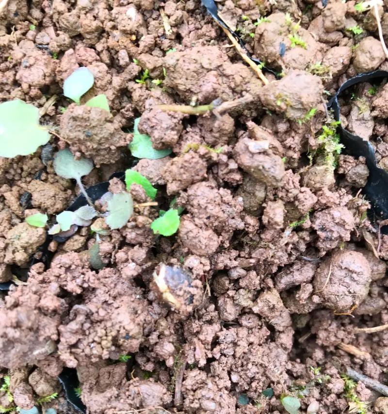 楠树籽催芽方法是什么？需要多长时间才能发芽？