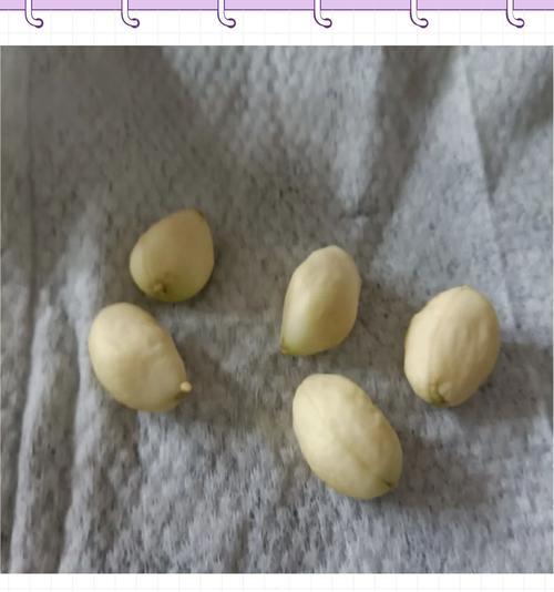 枇杷种子催芽种植方法是什么？需要多长时间才能发芽？