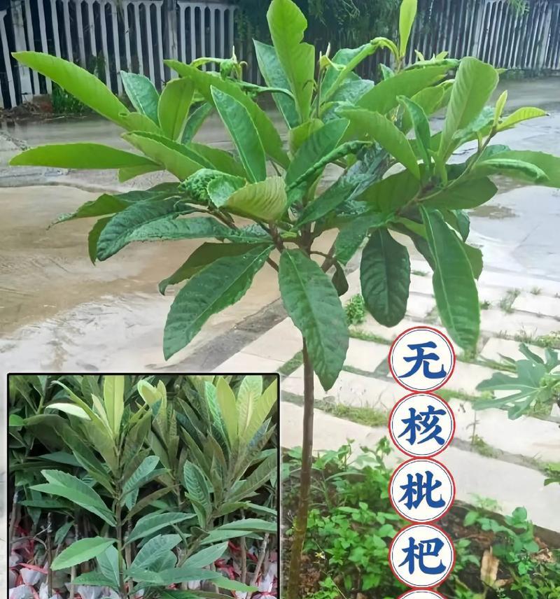 枇杷种子催芽种植方法是什么？需要多长时间才能发芽？