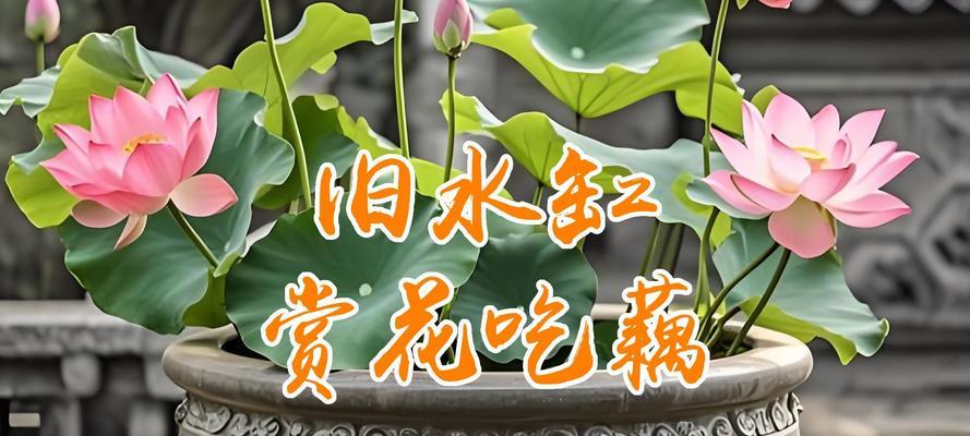 藕根催芽方法是什么？需要多长时间才能发芽？