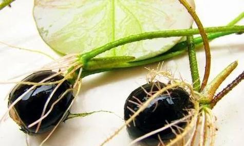 藕根催芽方法是什么？需要多长时间才能发芽？