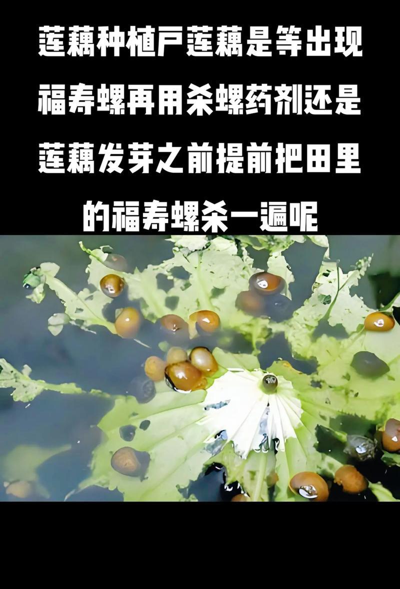 藕根催芽方法是什么？需要多长时间才能发芽？